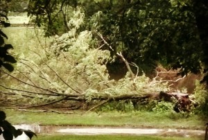 storm tree