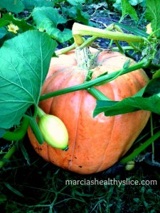 pumpkin giant