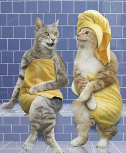 cats in sauna