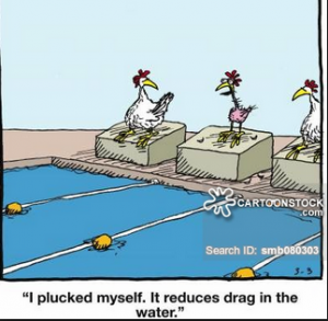 hens swimming