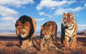 big cats