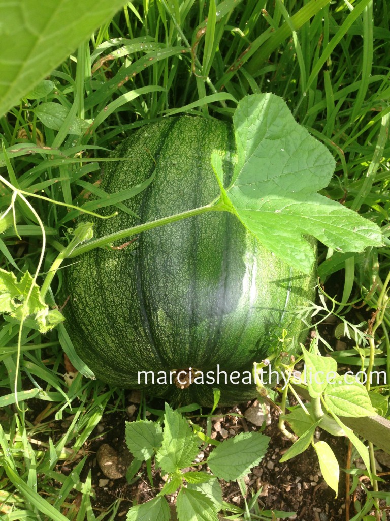 squash in garden