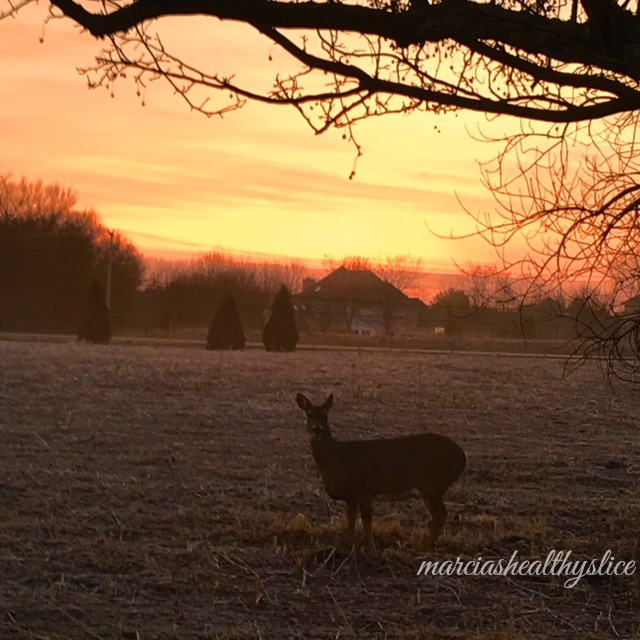 deer at sunrise