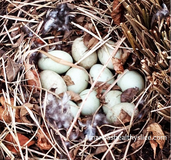 duck nest1