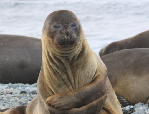 seal