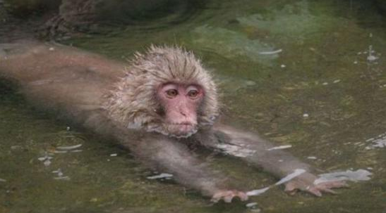Triathlon swimming monkey