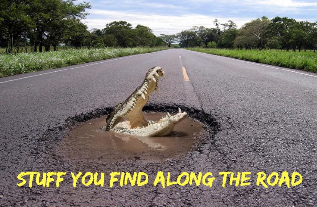 alligator in road