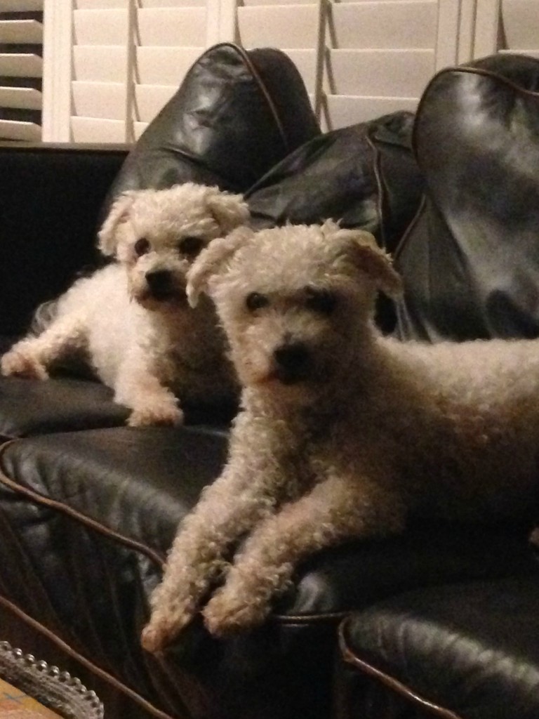 Remy & Carlo on couch