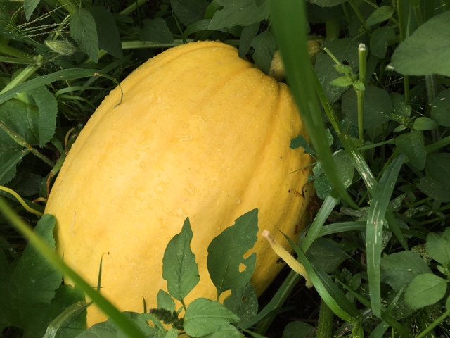 Pumpkin creamer