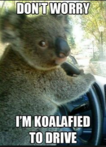 koala drive