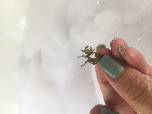 lush seaweed