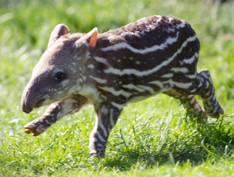 baby-tapir