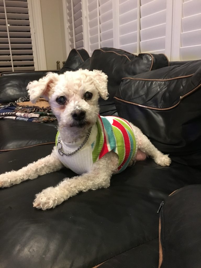 Carlo Christmas sweater