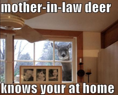 mother-in-law-deer